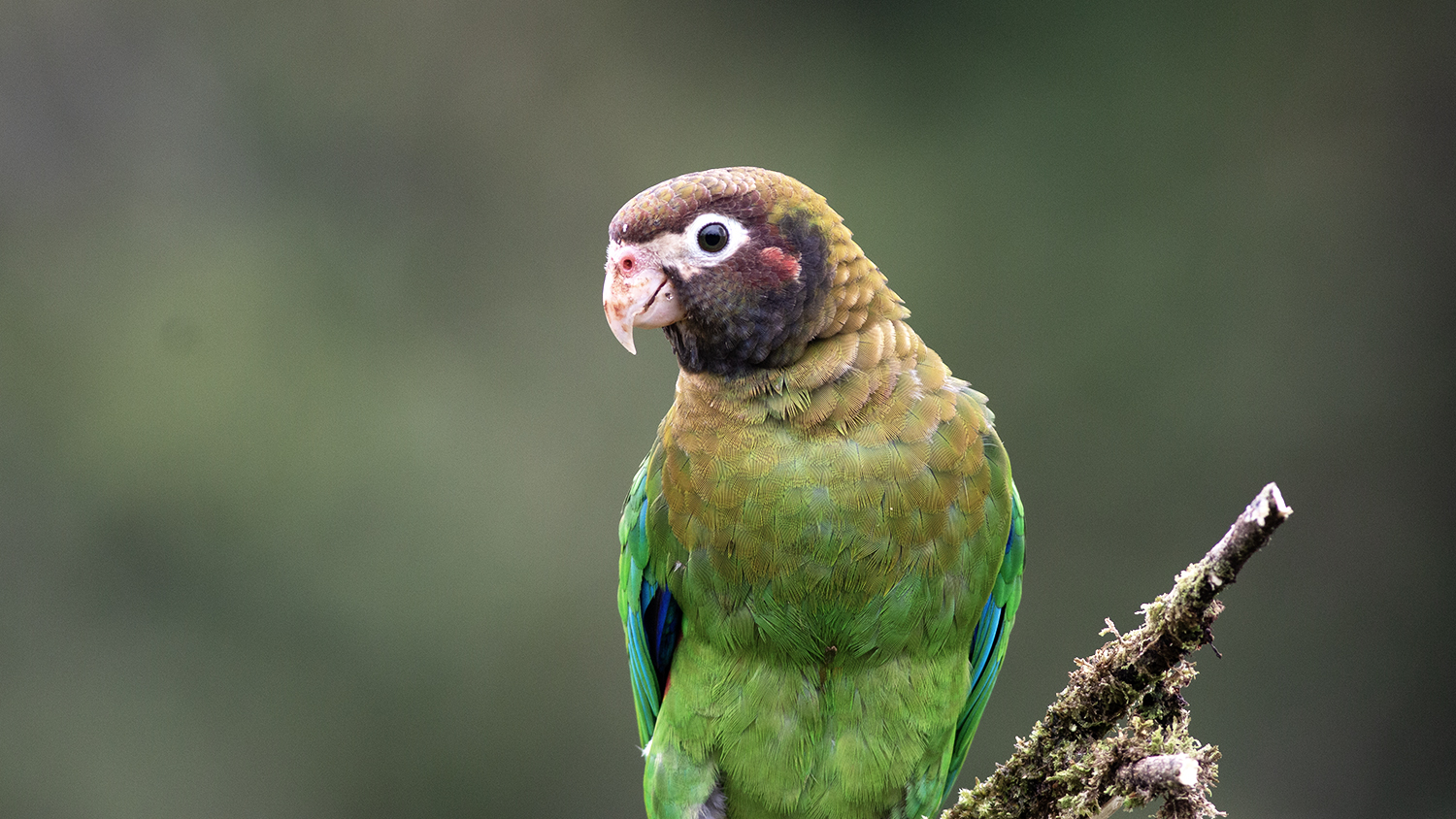 Brown-hooded Parrot